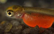 Von allen Lachssorten ist der Rotlachs der wertvollste Fisch seiner Gattung.