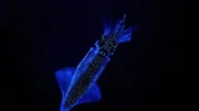 Der Leuchtkalmar Watasenia scintillans benutzt Licht als Tarnung in der Dunkelheit. Durch das Lichtmuster löst er seine Konturen auf.
