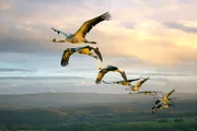 Eurasische Kraniche im Flug