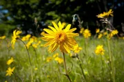 Die Heilpflanze Arnika blüht im Juni auf den Feldern in den Vogesen. Die Heilpflanze Arnika blüht im Juni auf den Feldern in den Vogesen.