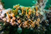 Am Grund der Ostsee liegen zahlreiche Wracks. Sie erzählen von längst vergangenen Zeiten – und bieten zahlreichen Arten einen Lebensraum.