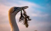 Immer häufiger bauen Basstölpel Teile von Fischernetzen und anderen Plastikmüll in ihre Nester ein.