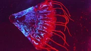 Die Kronenqualle Periphylla ist rot gefärbt, kann aber bei Gefahr blaue Lichtsignale aussenden und sogar leuchtende Partikel ausscheiden.