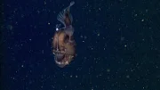 Ein Tiefsee-Anglerfisch lockt mit seiner leuchtenden Angel im Planktonstrom Beute an.