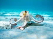 Oktopus   +++
