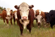 Hereford-Rinder  +++