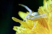 Krabbenspinne   +++