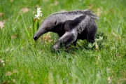 rbb Fernsehen PANDA, GORILLA & CO., TEIL 176, "Geschichten aus dem Zoo Berlin und dem Tierpark Berlin", am Freitag (08.04.11) um 20:15 Uhr. Inzwischen drei Monate alt: der Ameisenbär Carlos. Und obwohl seine Mutter Griseline nach wie vor nur wenig Milch hat und Carlos von seinen Pflegern mit Aufzuchtsmilch zugefüttert, entwickelt sich der Kleine prächtig.