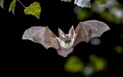 Langohrfledermaus   +++