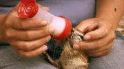 Oli und Davina lernen viel über Borstenhörnchen.