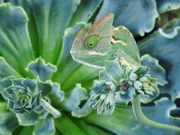 Chameleon  +++