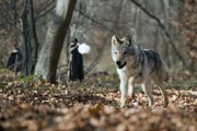 Jagd auf einen Wolf im Wald von Chantilly