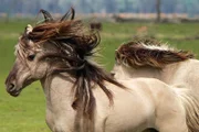 Wildpferde in den Niederlanden