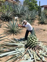 Ein Arbeiter der Mezcal Fabrik in Huatulco (Mexiko) hackt die Blätter einer Agave ab.