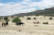Mitte des 19. Jahrhunderts machte ein Cowboy in New Mexico eine wichtige archäologische Entdeckung, die aufgrund seiner Hautfarbe weitgehend unbeachtet blieb …