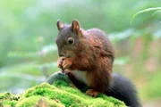 Eichhörnchen: Die Tiere sind typische Bewohner des Schwarzwalds.