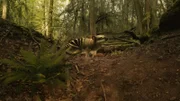 Das Pediomyid grub unterirdische Baue und legte dort Vorräte aus Nüssen und Samen an.