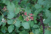 Brombeeren werden bei uns schon seit dem Mittelalter kultiviert. Sie sind äußerst artenreich, allein in Deutschland gibt es etwa hundert verschiedene Arten.
