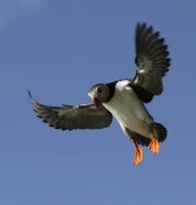 Der Papageitaucher im Flug.