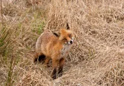 In der reich strukturierten Landschaft des Weserberglandes fühlen Füchse sich wohl: In den Wiesen und Feldern gehen sie auf Mäusejagd, Wälder und Haine bieten ihnen Schutz.