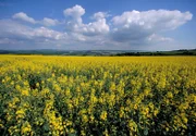 Himmel, blühender Raps und sattes grün, soweit das Auge reicht: Das Weserbergland.