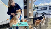 Zur großen Internationen Rassehundeausstellung in Rostock sind viele Züchter sogar mit Wohnmobilen angereist.