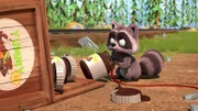 Waschbär.