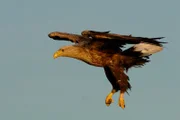 Schreiseeadler im Flug.