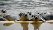 Heuler kurz vor der Auswilderung in die Nordsee in Friedrichskoog.