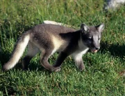 Fuchs