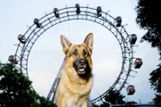 Rex vor dem Riesenrad.