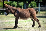 Für den französischen Poitou-Eselhengst Maurice aus dem Tierpark ist endlich eine Frau gefunden worden.