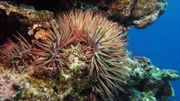 SRF DOK Die Wächter des Great Barrier Reef – Die Korallen Das Great Barrier Reef - kann diese unschätzbare Biodiversität noch gerettet werden?