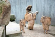 ARD/SWR EISBÄR, AFFE & CO FOLGE 160, "Zoogeschichten aus Stuttgart", am Donnerstag (16.12.10) um 16:10 Uhr im ERSTEN. Felsenanlage, Mähnenschafe und Dscheladas: Die Felsenanlage der Wilhelma, wo die Mähnenschafe und die Dscheladas in harmonischer Gemeinschaft leben, ist einer der Schauplätze der heutigen Folge von "Eisbär, Affe & Co".