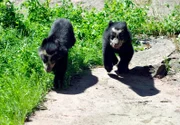 rbb Fernsehen PANDA, GORILLA & CO., TEIL 211, "Geschichten aus dem Zoo Berlin und dem Tierpark Berlin", am Freitag (13.01.12) um 21:00 Uhr. Knapp ein halbes Jahr sind die zwei Brillenbären-Jungen von Mutter Julia jetzt alt. Groß genug, um heute das erste Mal die Außenanlage zu erobern.