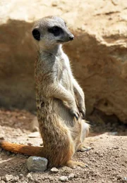 ARD/SWR EISBÄR, AFFE & CO FOLGE 161, "Zoogeschichten aus Stuttgart", am Freitag (17.12.10) um 16:10 Uhr im ERSTEN. Erdmännchen: Sie gehören zu den possierlichen Bewohnern der Wilhelma, die Erdmännchen. Ihr Sozialverhalten ist beispielhaft. Mindestens ein Tier der Gruppe hält immer Wache und signalisiert nahende Feinde.
