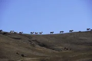 Die wilden Mustang-Herden werden heute vom Staat gemanagt.