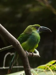 Birds of Paradise