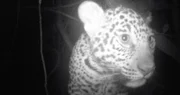 Trail cam photo triggered by a young jaguar.
