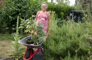 Zur fünften Gartenreise lädt Dreifach-Mama Kai Judith Wetzel in die Nordeifel in ihren Staudengarten mit Laube, Feuerstelle und vielen selbst gemachten Keramiken. Ihre große Liebe gilt England und der dortigen Gartenkultur. Von ihren jährlichen Reisen auf die britische Insel bringt sie Pflanzen als auch Dekorationselemente mit, mit denen sie Garten und Haus verschönert.