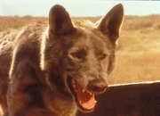 Der wilde Hund ist leider nur bei James zutraulich. Wütend knurrt er dagegen Charles und Caroline an.