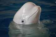 Little White: Über acht Jahren lebte die Belugadame in dem chinesischen Delfinarium.