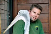 Pelikan Schröder aus dem Zoo muss Abschied nehmen.