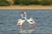 Flamingos gehören zu den ältesten Vögeln der Welt: Fossilienfunde ihrer Vorfahren reichen 30 Millionen Jahre zurück.