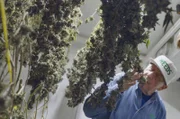 Ein kanadischer Cannabis-Farmer prüft im Trockenraum die Blüten. Seit 2018 ist der Cannabis-Konsum für Erwachsene legal. Kanada galt bei der Entwicklung des deutschen Cannabis-Gesetzes als Vorbild.