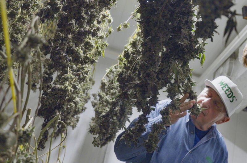 Die Cannabis-Bilanz: Wie viel kiffst du, Deutschland?