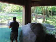Tigers on Exhibit