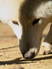 White wolf.