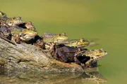 Ansammlung von Wasserfröschen.