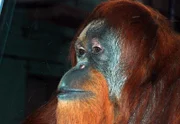 Orang Utan: An heißen Tagen bekommen die Bonobos und Orang Utans eine ganz besondere Erfrischung.
